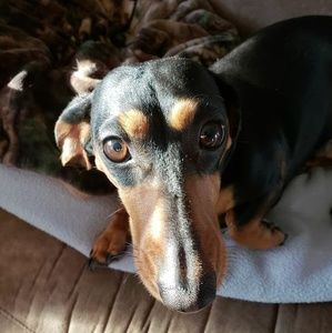 Meet your Posher, Lois